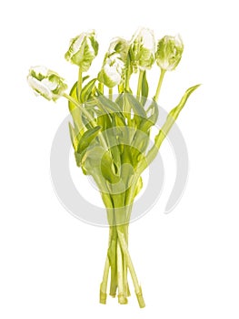 White tulips on a white background