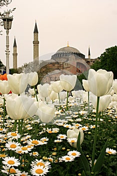 White tulips and white daisies in a garden and Blue Mosque is in the back, at Istanbul Tulips Festival