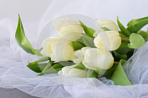 White tulips on a white light cloth. Wedding concept. Love.
