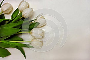 White Tulips on White Linen Cloth with Space for Copy