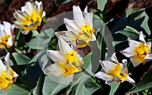 White tulips with a yellow center and pointed petals