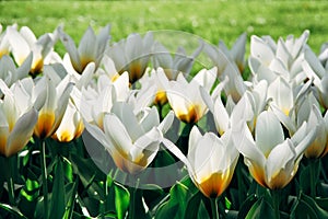 White tulips with yellow details and green grass out of focus background in Amsterdam during Spring season.