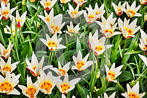 Bianco tulipani un 
