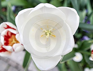 White tulp