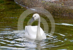 White Tundra Swan photo