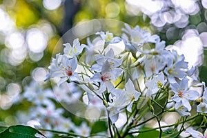 White tung flower blooms on the branches