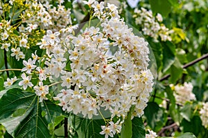 White tung flower blooms on the branches