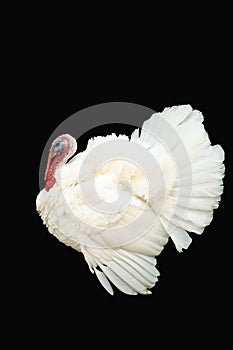 White turkey photo