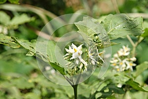 White Turkey berry (Solanum torvum) flowers on tree. Sign of humble ,docile in Teacher day of Thailand photo