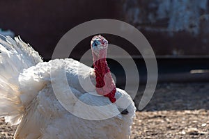 A white turkey bird in backyard of farm. A beautiful important bird is a turkey. Turkey farming for Thanksgiving