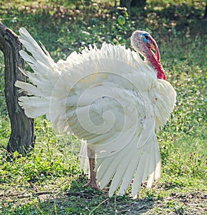 White turkey bird, close up, outdoor, sun rays light, country side