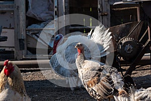 White turkey bird male and female in backyard of farm. A beautiful fat turkey bird. Turkey farming.