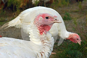 White turkey on farm organic fowl bird