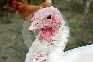 White turkey on farm organic fowl bird chicken hen