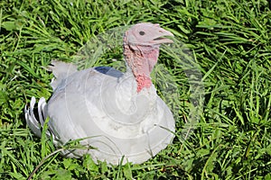 White turkey in the garden farm