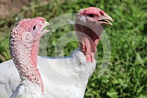 White turkey in the garden farm