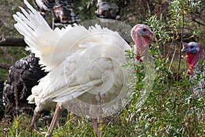 White turkey grazing on the grass in the countryside