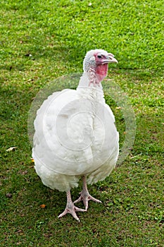 White Turkey on green lawn