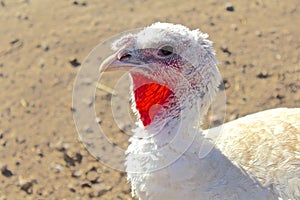 White Turkey Head profile