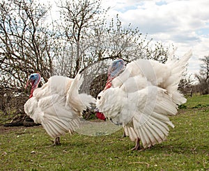 White turkey male or gobbler in the village