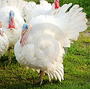 White turkey outdoors