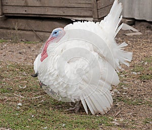 White turkey on a poultry yard