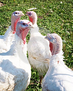 White turkeys