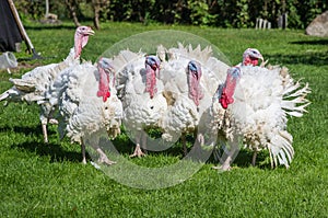 White turkeys