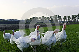 White Turkeys photo