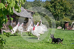 White turkeys and dog