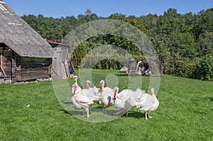 White turkeys