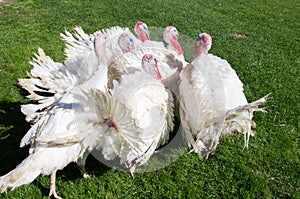 White turkeys