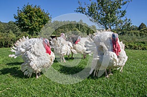 White turkeys