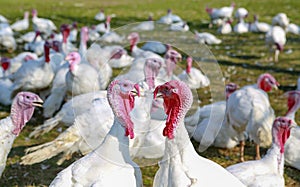 White turkeys photo