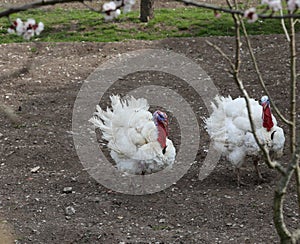 White turkeys reared in a farm