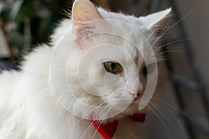 A white Turkish Angora cat with different eyes in a red bow tie. Sitting a white cat with blue and yellow eyes. White