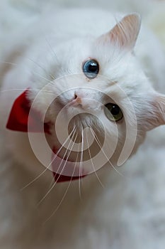 A white Turkish Angora cat with different eyes in a red bow tie. Sitting a white cat with blue and yellow eyes. White