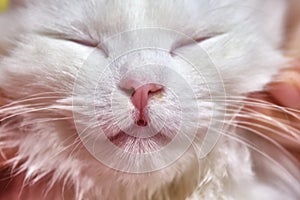 white Turkish angora close-up smiles color partrait