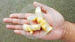 White turmeric, curcuma mangga organic on hand