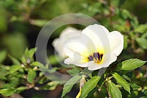 White Turnera Subulata flower in the garden