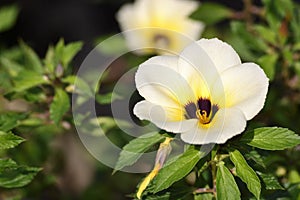 White Turnera Subulata flower in the garden