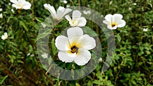 White Turnera Subulata flower