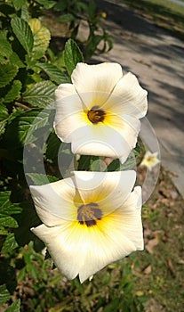 White Turneraceae - Plants - Nature - Garden.