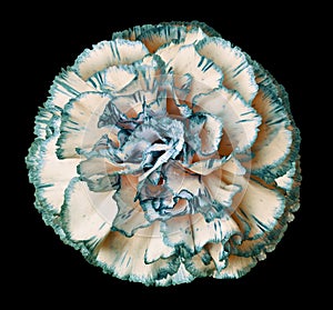 White-turquoise carnation flower on the black isolated background with clipping path. Closeup. For design. photo