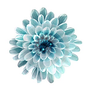White-turquoise flower chrysanthemum, garden flower, white isolated background with clipping path. Closeup. no shadows. photo