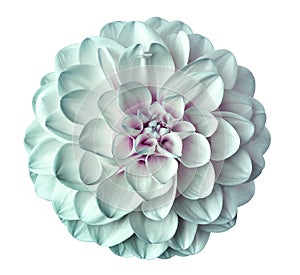 White-turquoise flower dahlia on a white background isolated with clipping path. Closeup. for design. photo