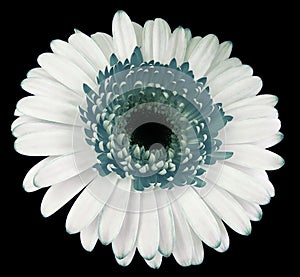 White-turquoise  gerbera flower, black isolated background with clipping path.   Closeup.  no shadows.  For design.