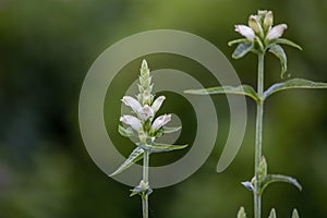 The white turtlehead Chelone glabra