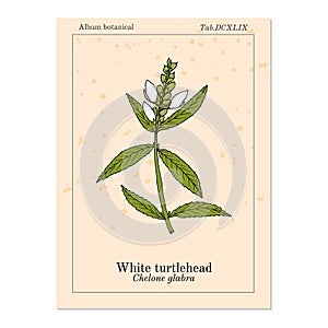White turtlehead Chelone glabra , or bitter herb, salt rheum weed, shellflower, snakehead, medicinal plant