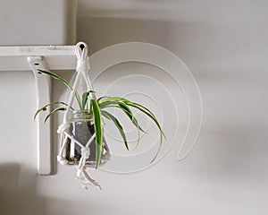 A white twine macrame plant hanger with a Spider Plant or Chlorophytum Comosum inside of a planter